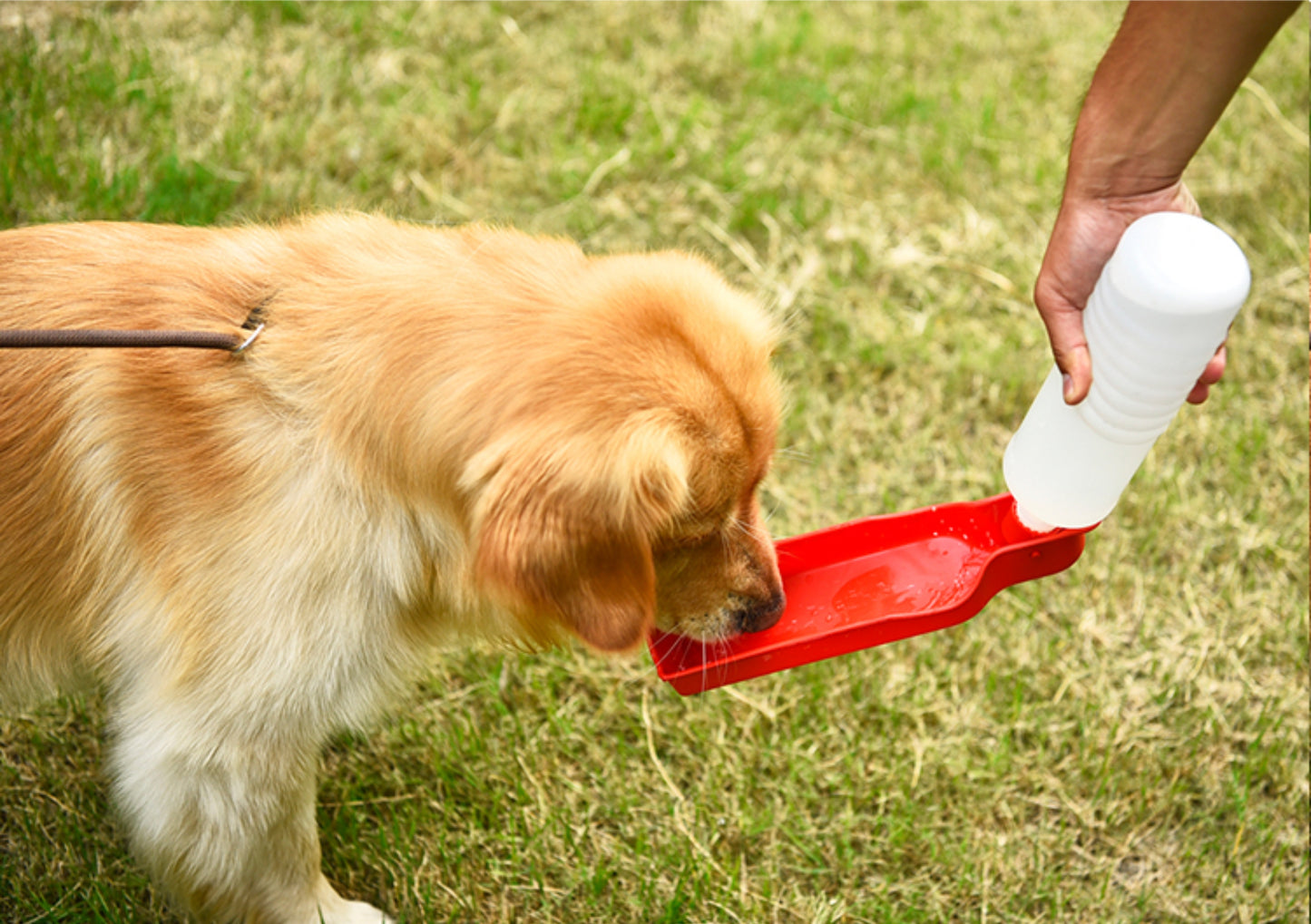 Pet Travel Water Bottle & Bowl